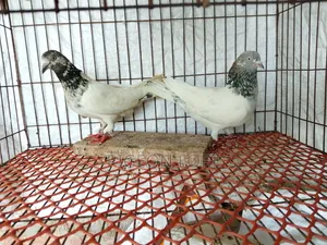 A Pair of Running Golden Pigeons for Sale.