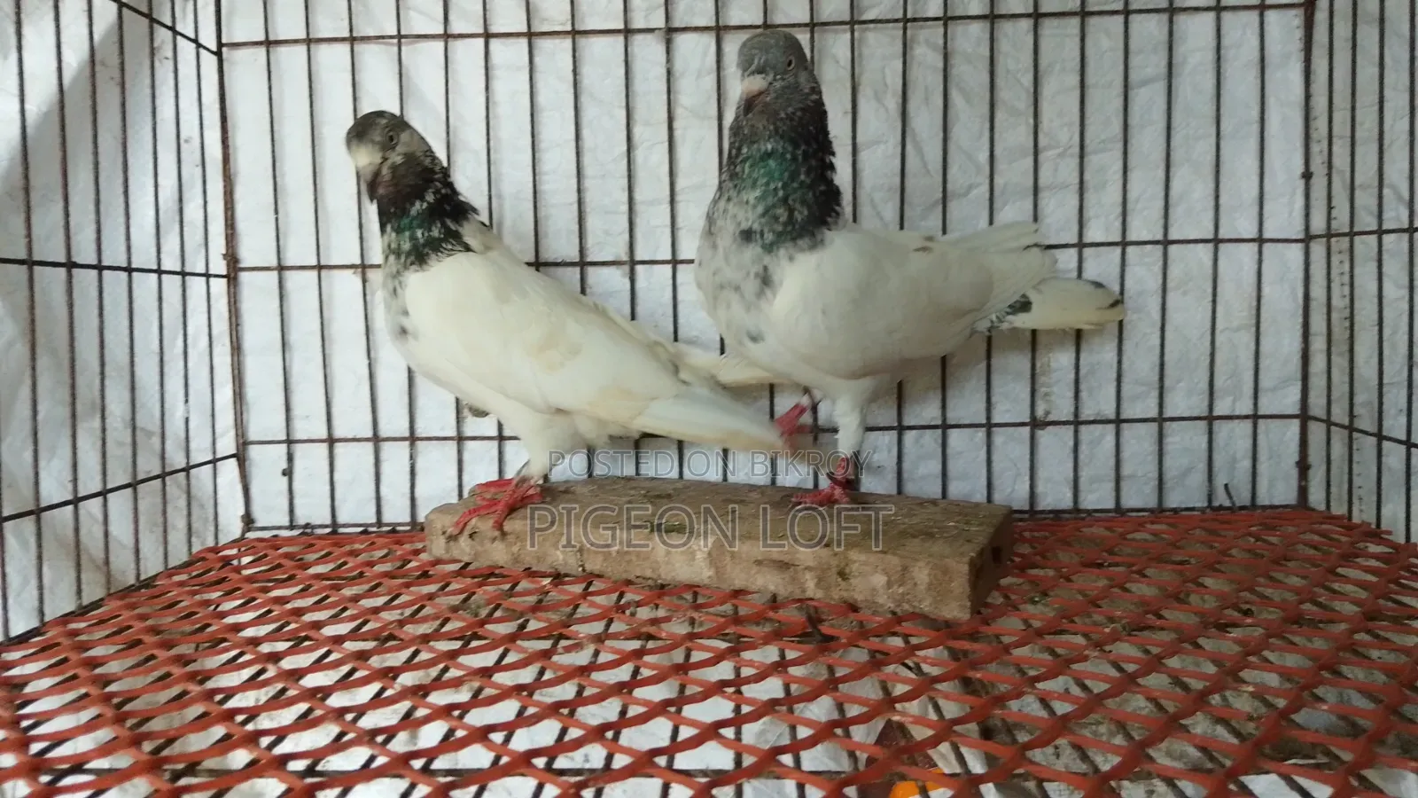 A Pair of Running Golden Pigeons for Sale.