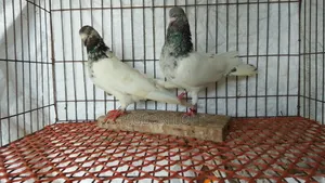 A Pair of Running Golden Pigeons for Sale.