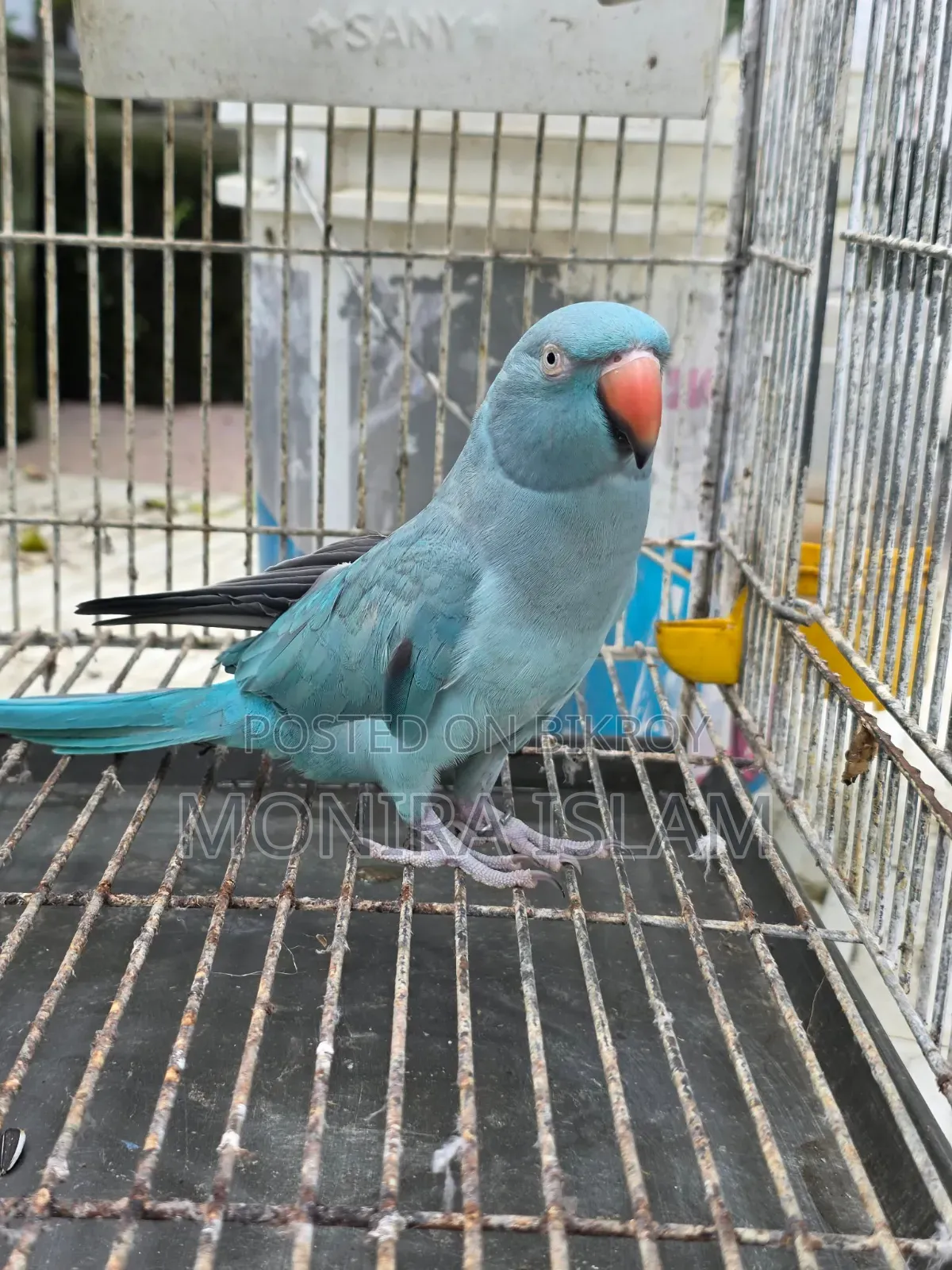 Female Blue Parrot