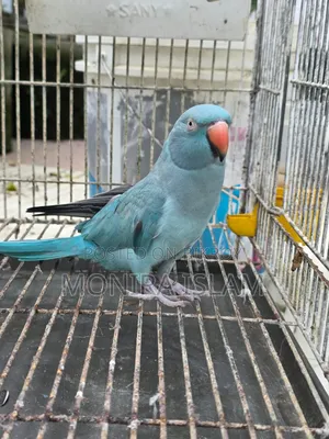 Female Blue Parrot