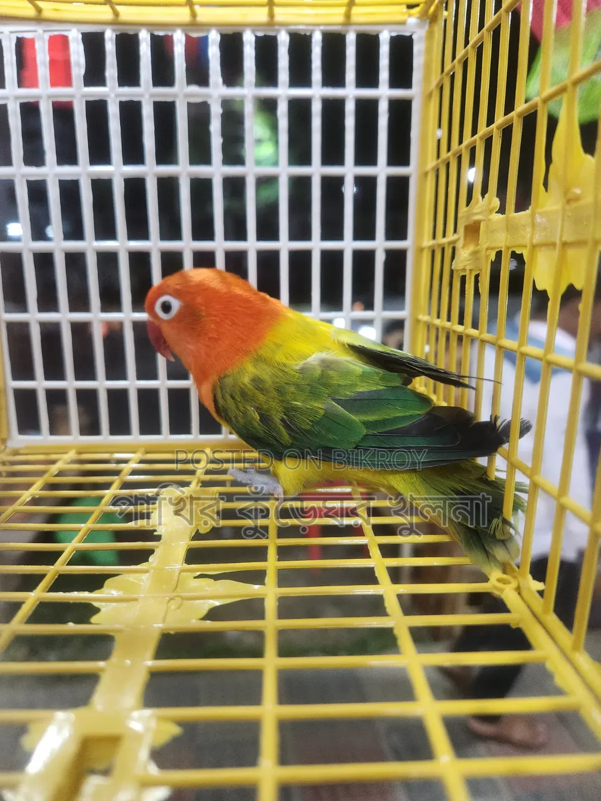 Love Bird Female