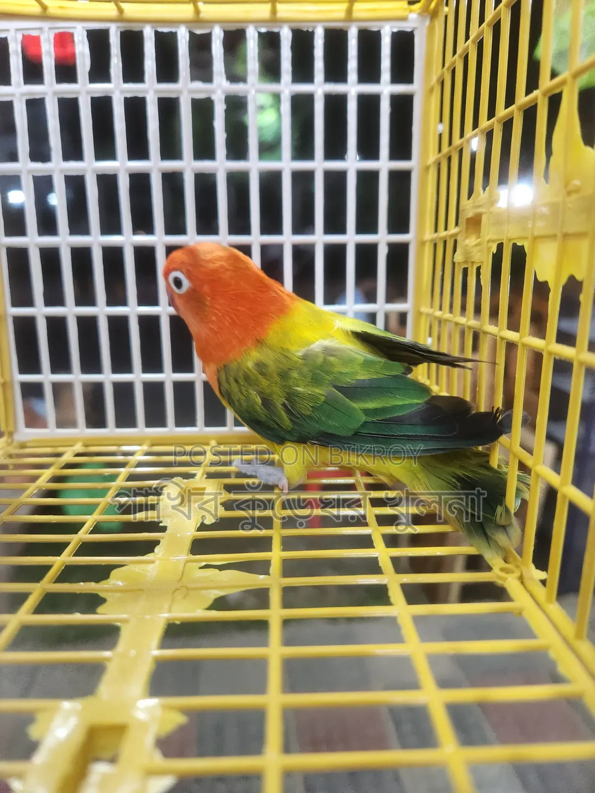 Love Bird Female