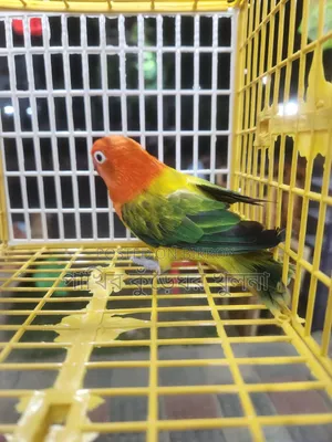 Love Bird Female