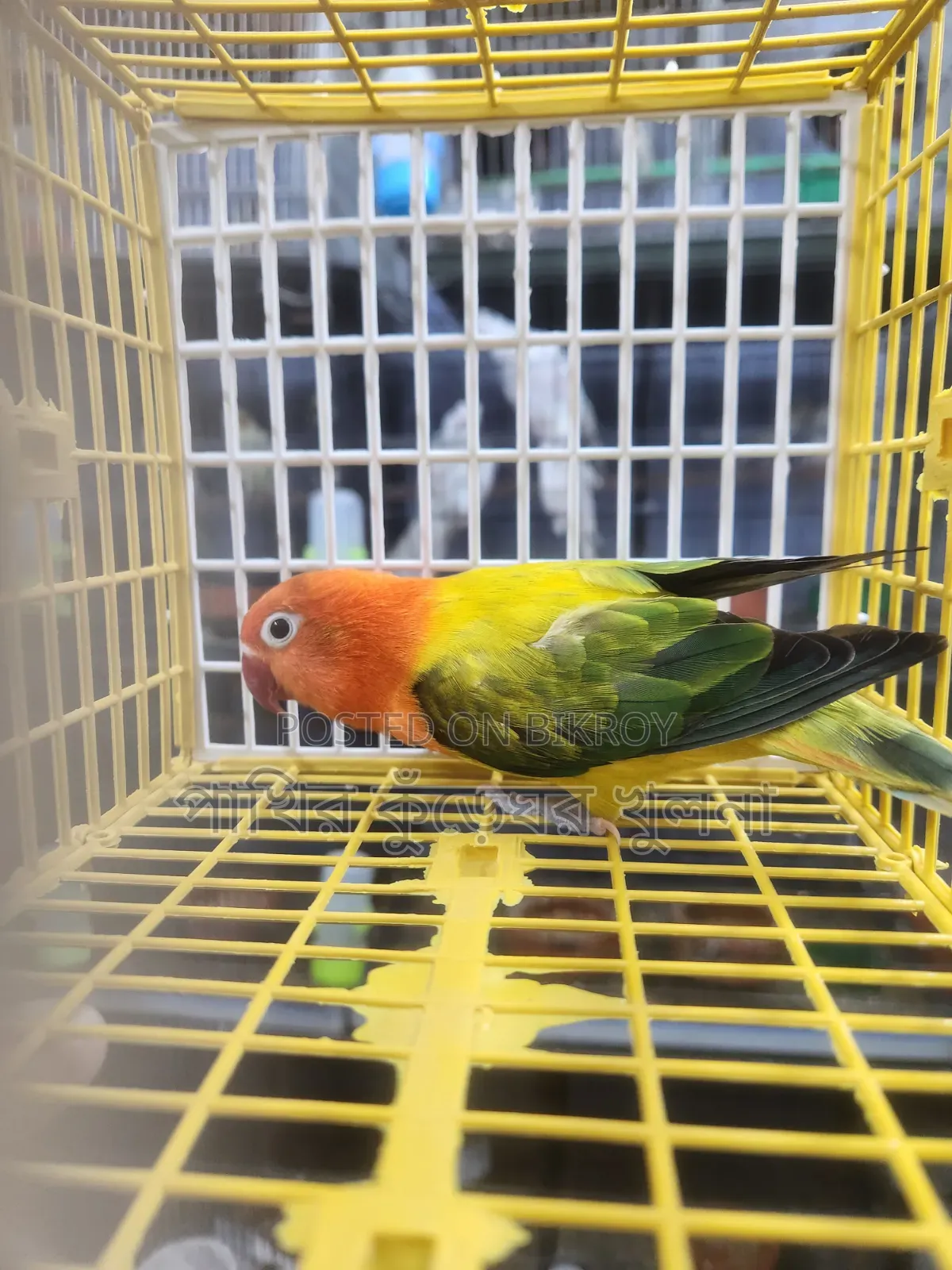 Love Bird Female