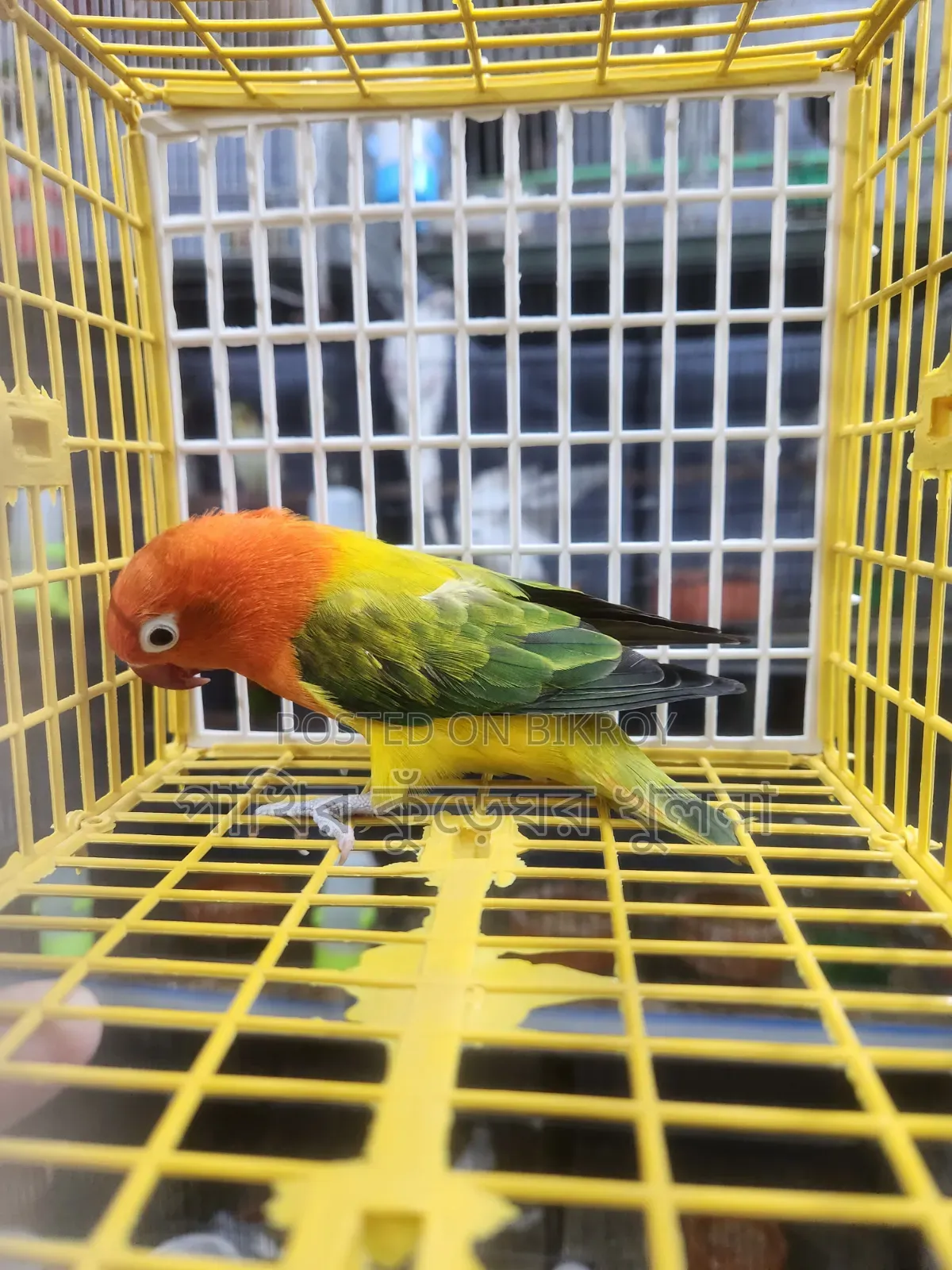 Love Bird Female