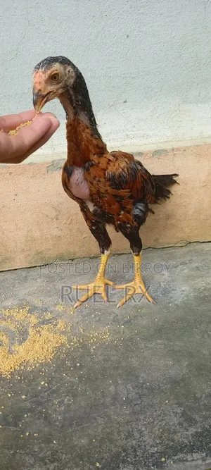 4 pieces of Aseel short-neck chicks