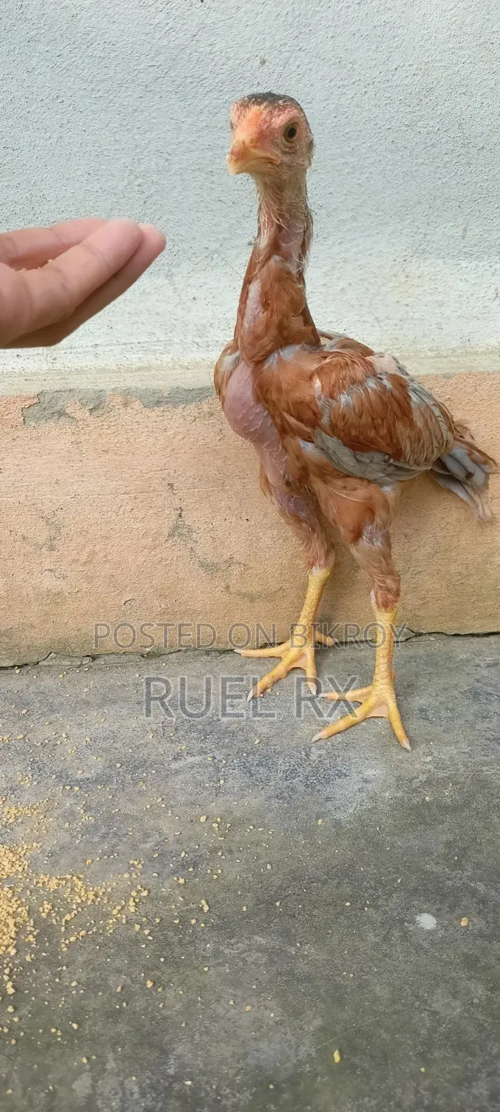 4 pieces of Aseel short-neck chicks