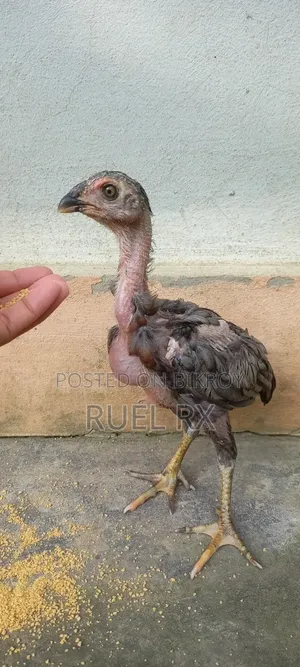4 pieces of Aseel short-neck chicks