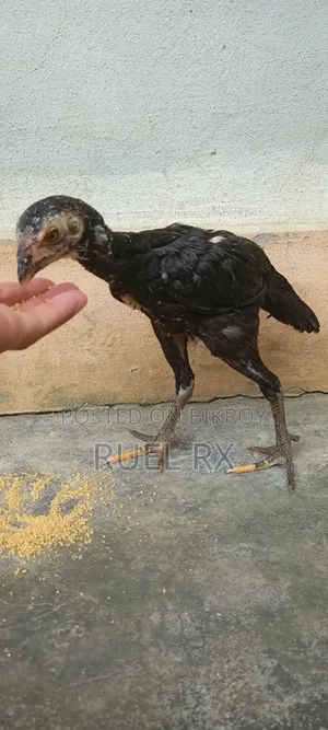 4 pieces of Aseel short-neck chicks