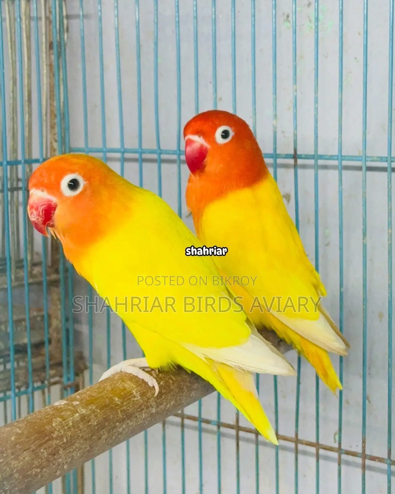 Lotino Fischer Opaline (Lovebird)