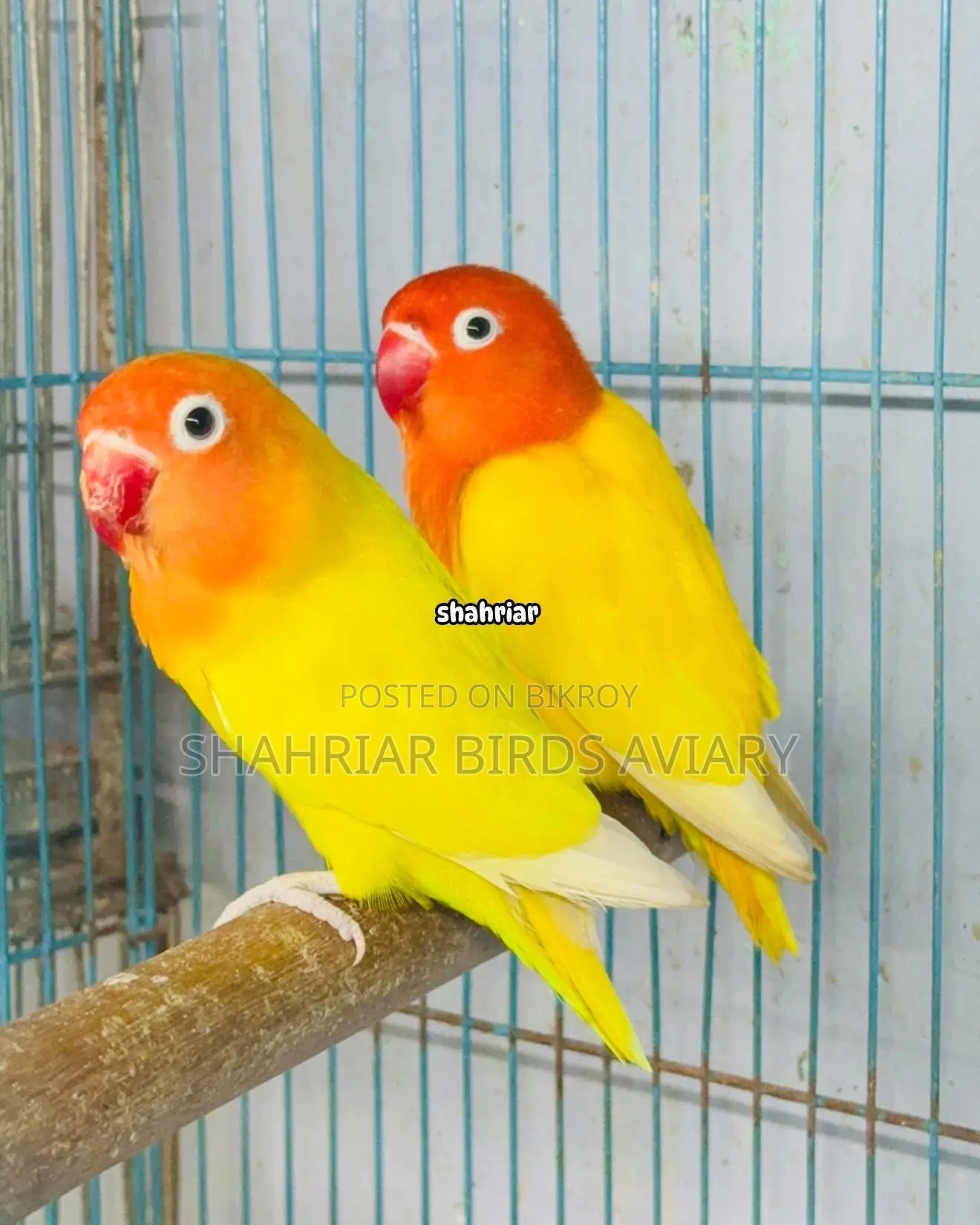 Lotino Fischer Opaline (Lovebird)