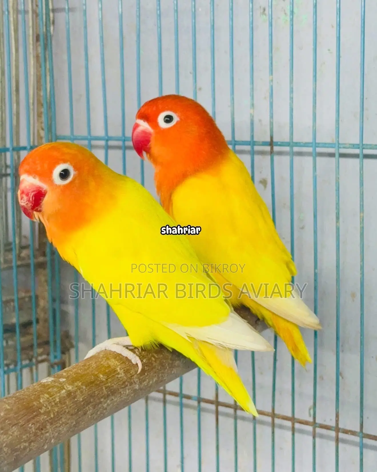 Lotino Fischer Opaline (Lovebird)
