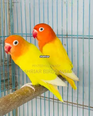 Lotino Fischer Opaline (Lovebird)