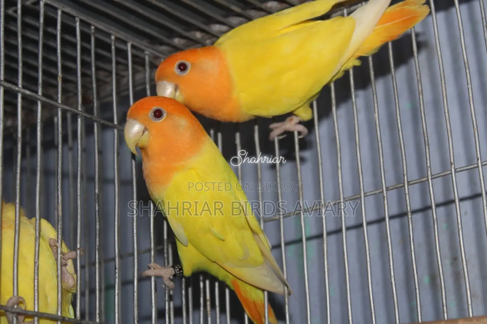 Opaline Lovebird (Orange Head)