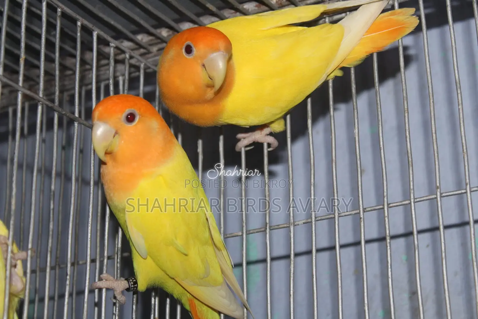 Opaline Lovebird (Orange Head)