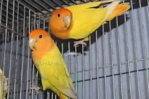 Opaline Lovebird (Orange Head)