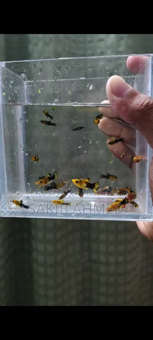 গোল্ড ডাস্ট মলি