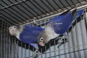 Violet DF Lovebird Bird