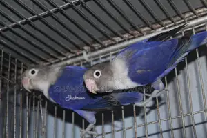 Violet DF Lovebird Bird