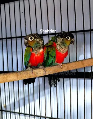 Crimson Conure Bird