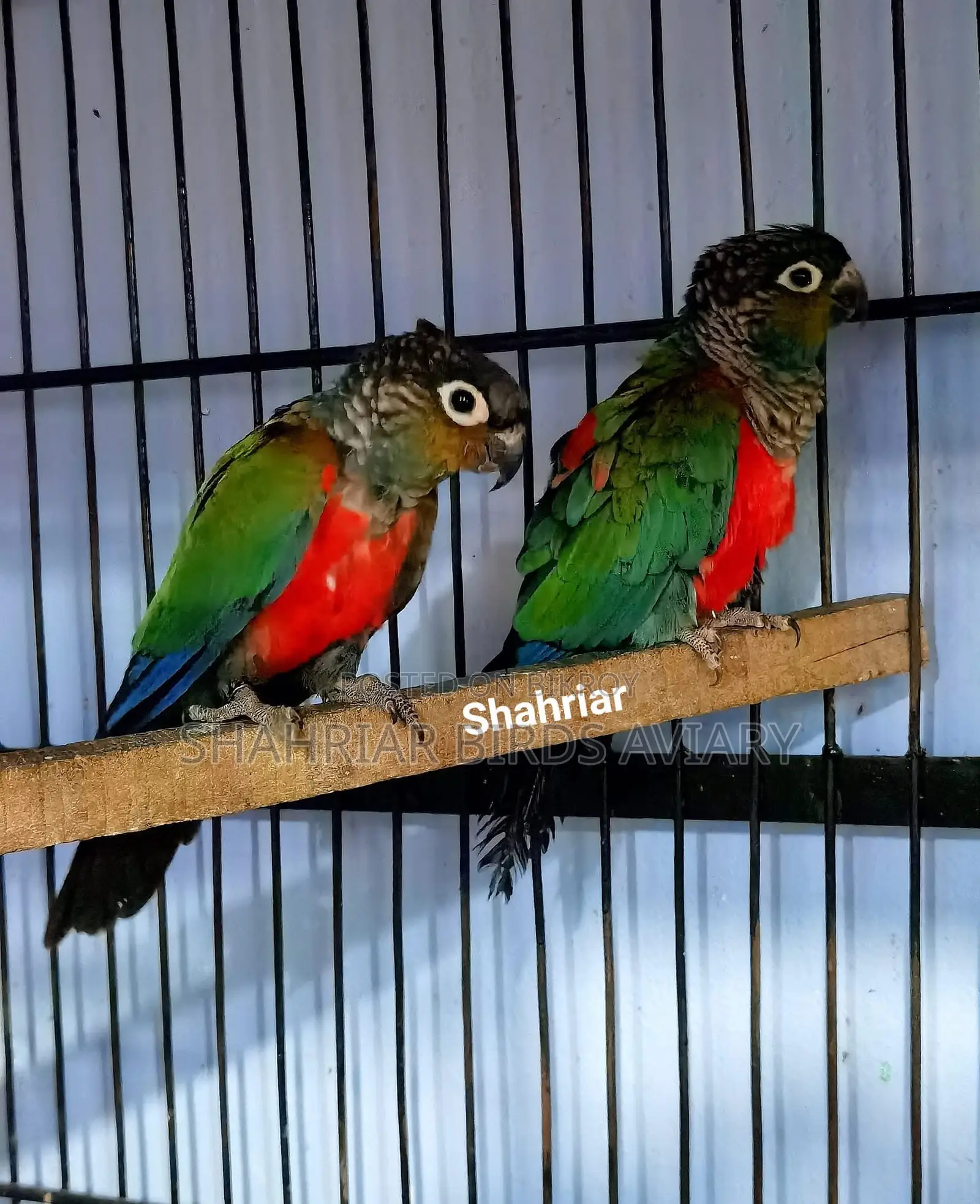 Crimson Conure Bird