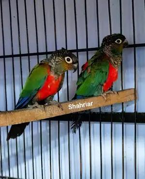 Crimson Conure Bird