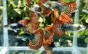 Red Dragon Guppy