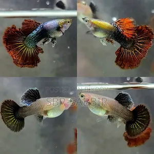 Red Dragon Guppy