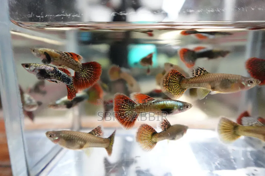 Red Dragon Guppy