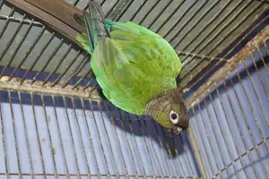 Blue Conure Running (Male)
