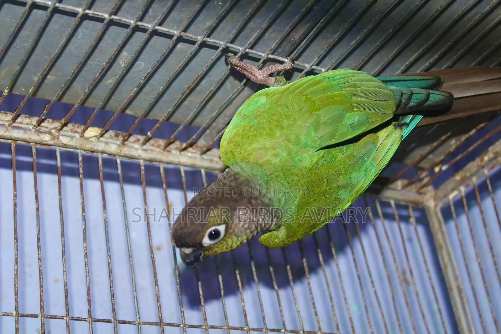 Blue Conure Running (Male)