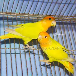 Master Pair Lovebird