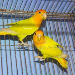 Master Pair Lovebird