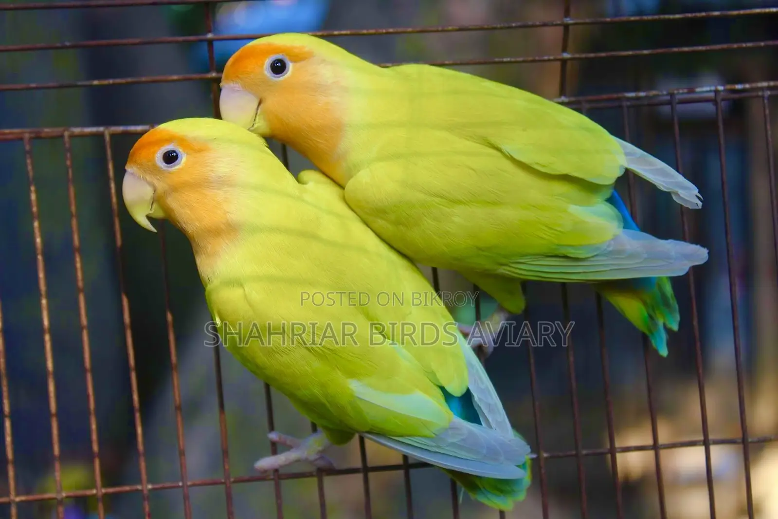 রেয়ার কালেকশন অরেঞ্জ হেড পিচফেইস লাভবার্ড