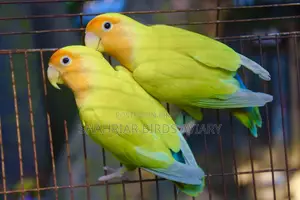 রেয়ার কালেকশন অরেঞ্জ হেড পিচফেইস লাভবার্ড