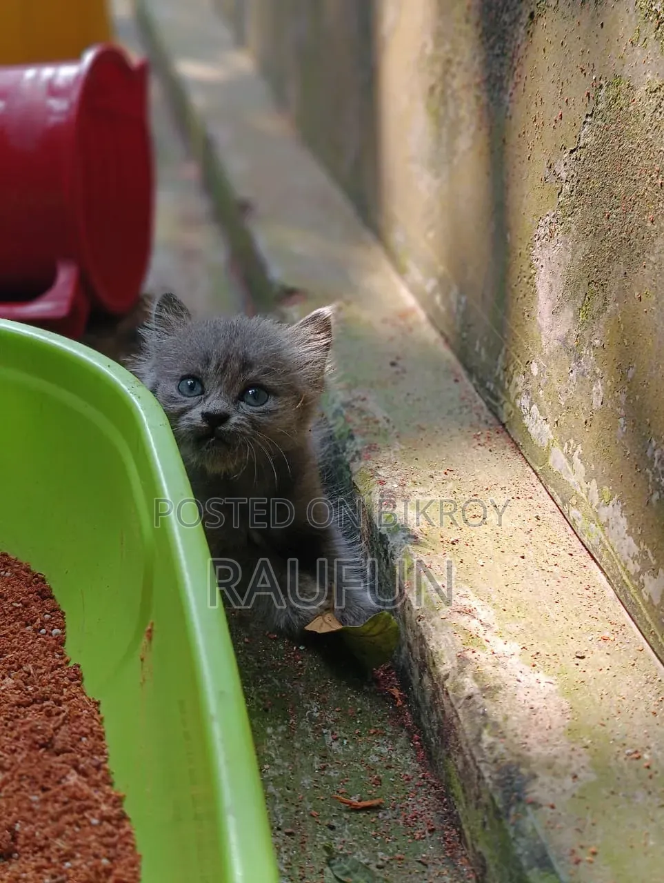1-3 months Male Purebred Persian