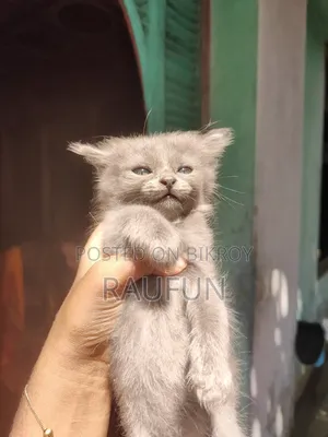 1-3 months Male Purebred Persian