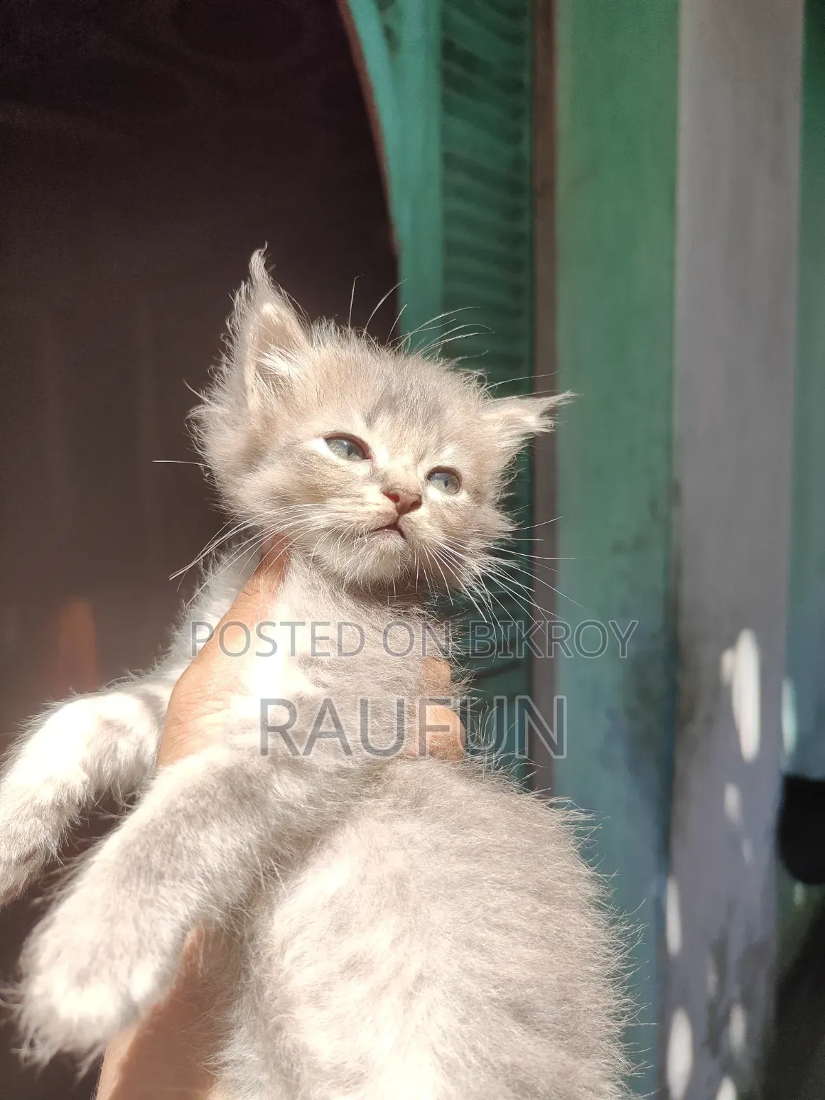 1-3 months Male Purebred Persian