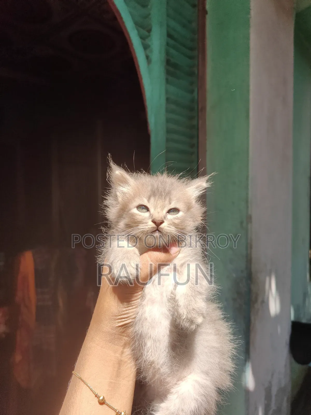 1-3 months Male Purebred Persian
