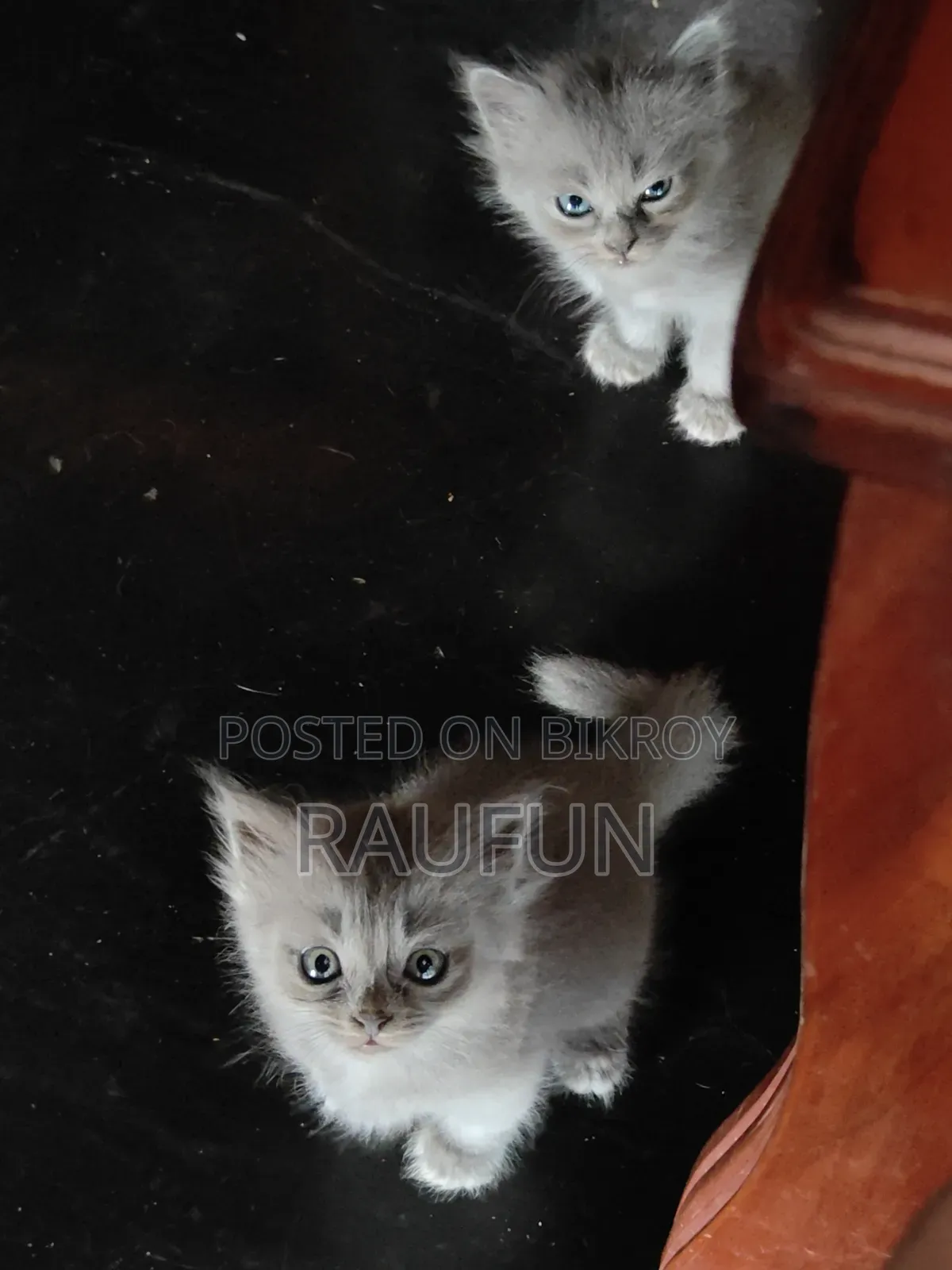 1-3 months Male Purebred Persian