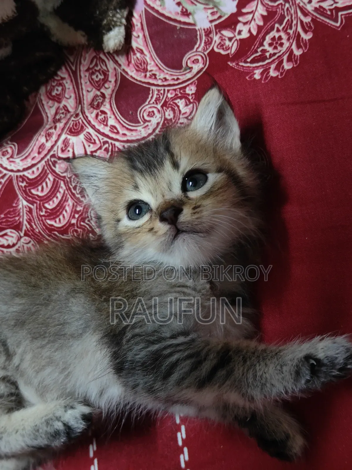 1-3 months Male Purebred Persian