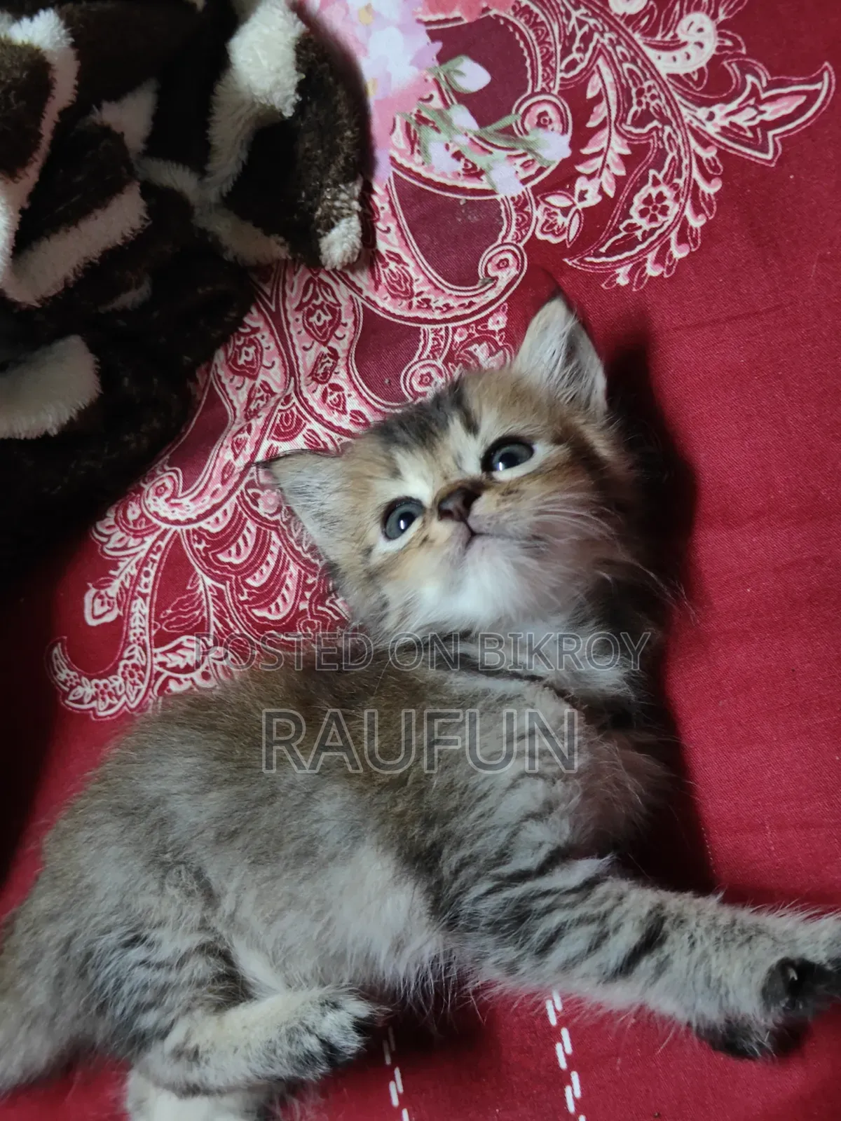 1-3 months Male Purebred Persian
