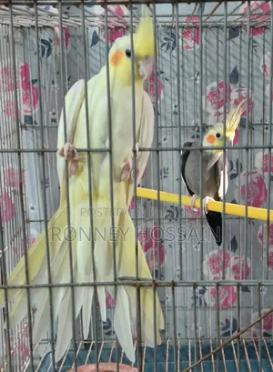 Cockatiel Bird Pair