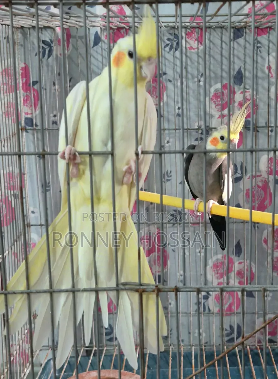 Cockatiel Bird Pair