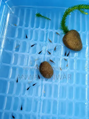 Fish Sale Pair 50 Taka