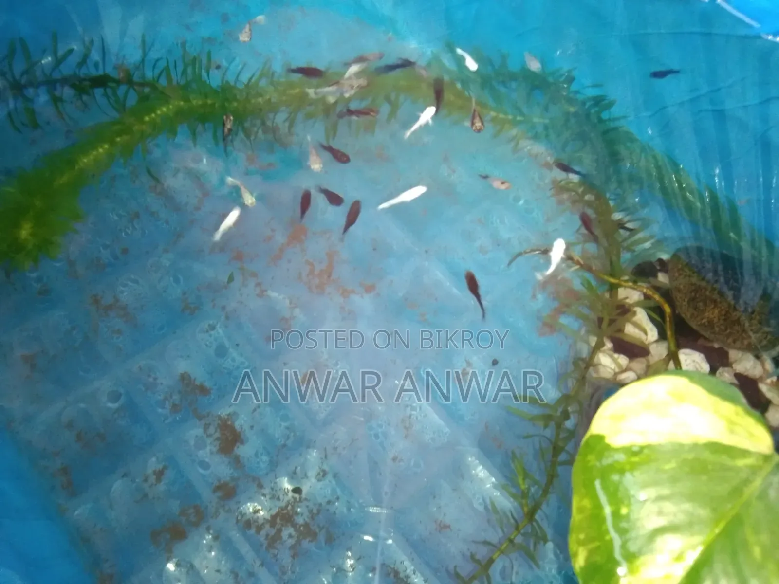 Fish Sale Pair 50 Taka