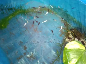 Fish Sale Pair 50 Taka