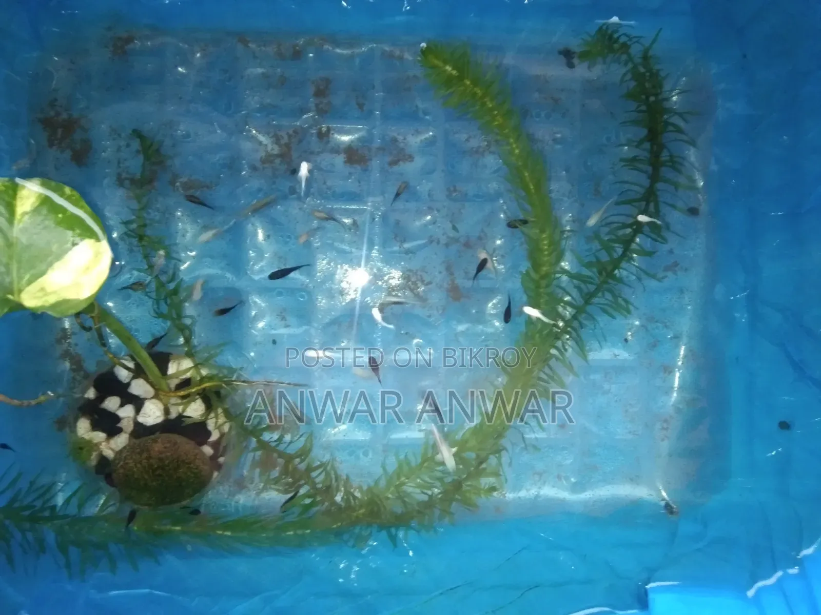 Fish Sale Pair 50 Taka