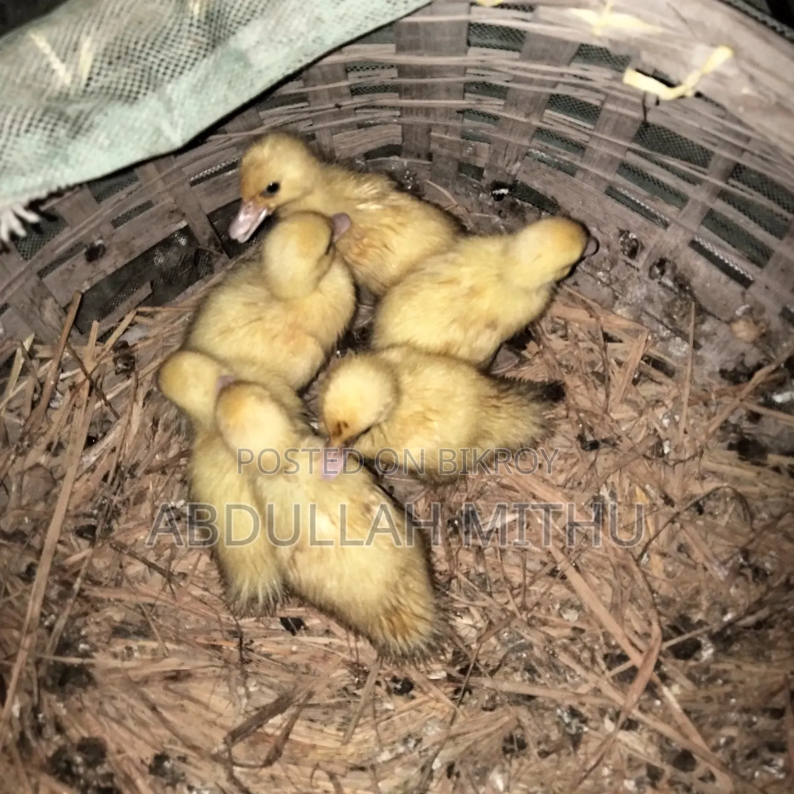Muscovy Ducklings